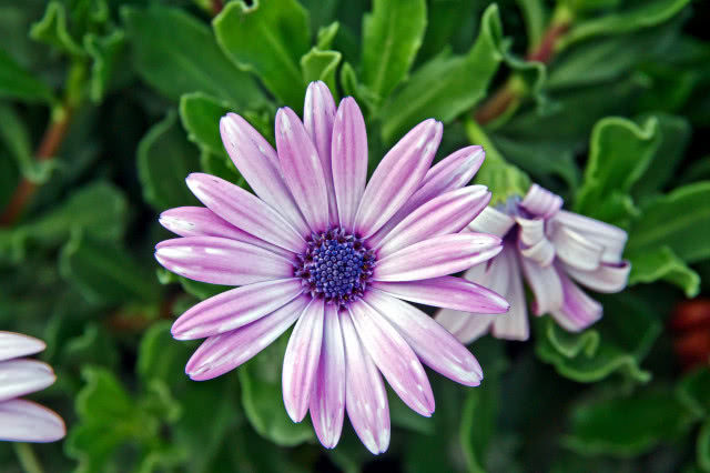 stokrotka widziana z góry