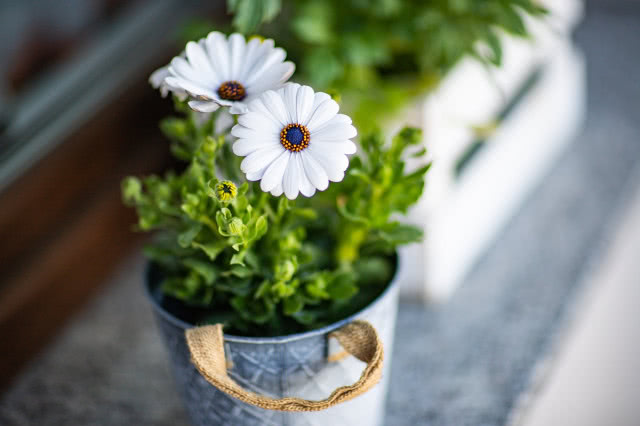 stokrotka w metalowej małej doniczce