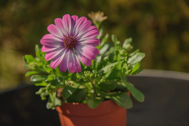 stokrotka w glinianej doniczce