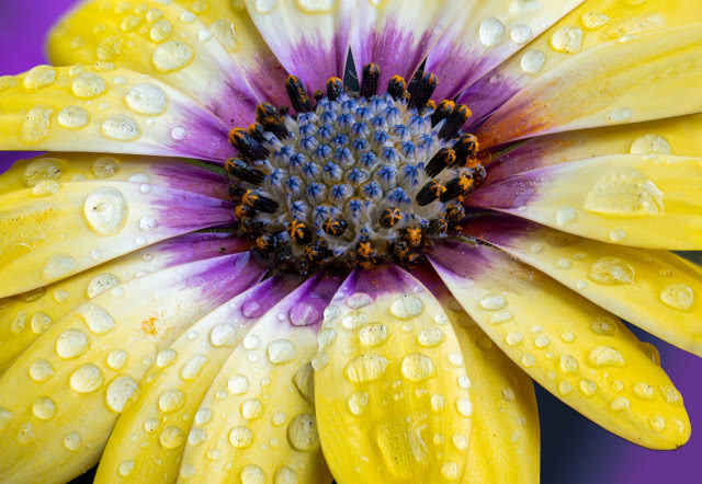 stokrotka w zbliżeniu