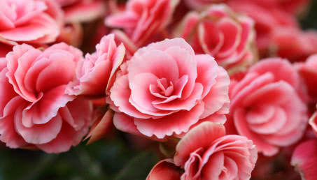 Begonia w domu i ogrodzie - jak o nią dbać i kiedy sadzić?