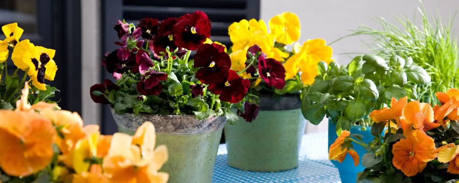Kolorowe bratki - wiosenne kwiatki