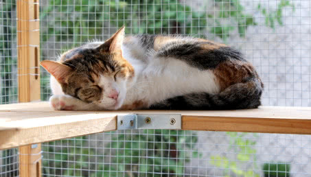 Masz zwierzęta? Zobacz pomysły na siatkę na balkon dla kotów