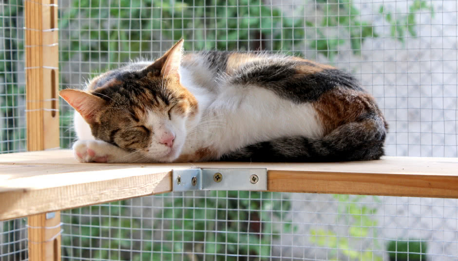 Masz zwierzęta? Zobacz pomysły na siatkę na balkon dla kotów