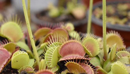 Muchołówka - uprawa, zimowanie i rozmnażanie