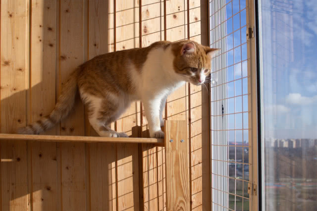 kot na półce wygląda przez zabezpieczone siatką okno