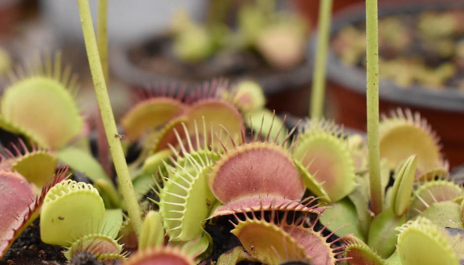 Muchołówka - uprawa, zimowanie i rozmnażanie