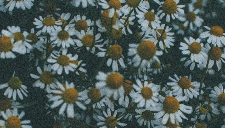 Czas na Wnętrze z nową zakładką ogrodniczą! 