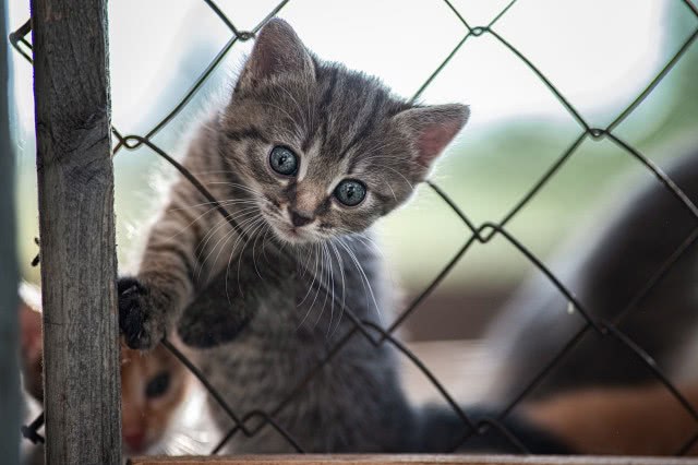 kociak wsadza głowę między oczka siatki