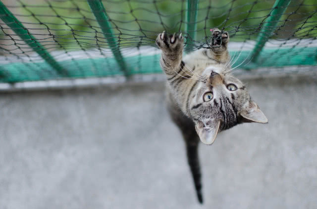 kot wspina się na siatkę, ujęcie z góry
