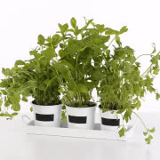 Stołek barowy Woody, Pedrali, Moma Studio - 1890...