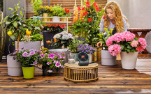 Jak zapewnić roślinom w skrzynkach i donicach optymalną ilość wody?