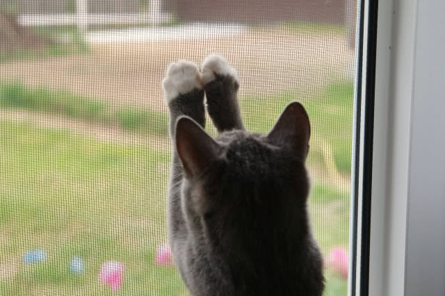 kot drapie moskitierę