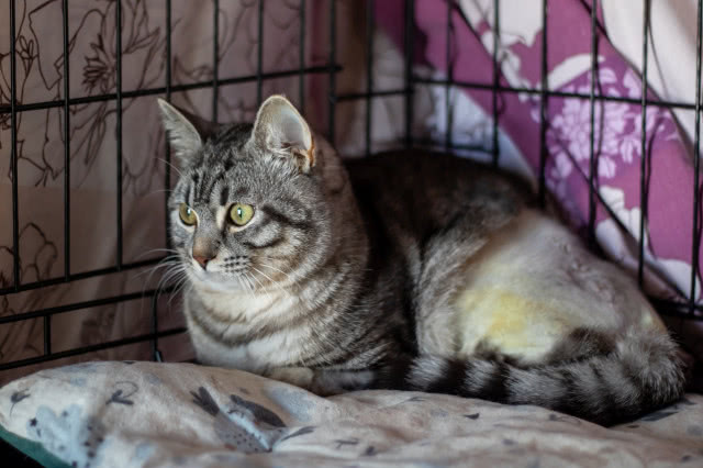 kot na legowisku w wybiegu