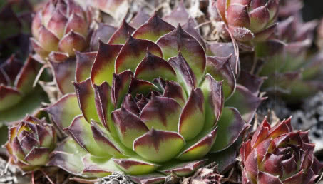 Jak dobrać rośliny na dach zielony?