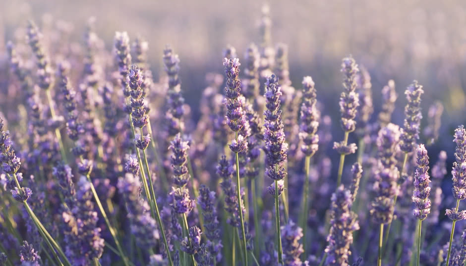 Lawenda wąskolistna - uprawa, pielęgnacja i rozmnażanie