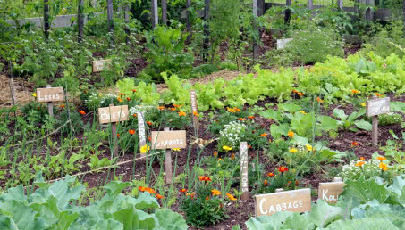 Jak zaplanować ogród warzywny? Najlepsze projekty