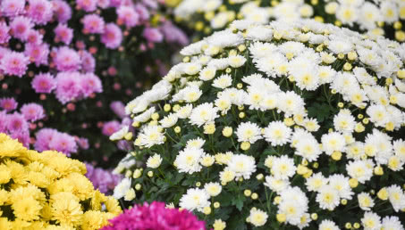 Chryzantemy - pielęgnacja, uprawa, gatunki złocieni