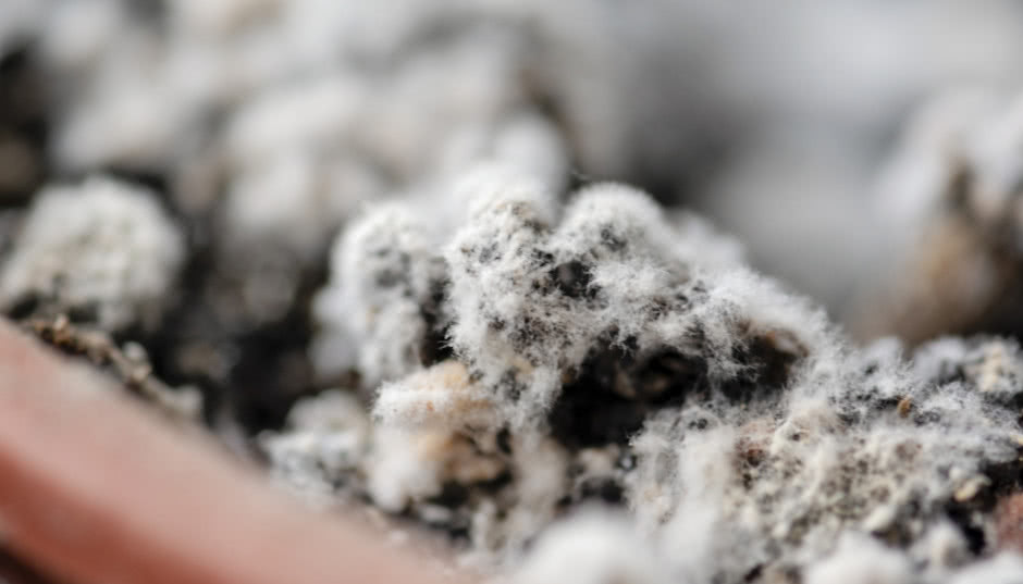 Pleśń w doniczce - sposoby na pozbycie się pleśni z kwiatów!