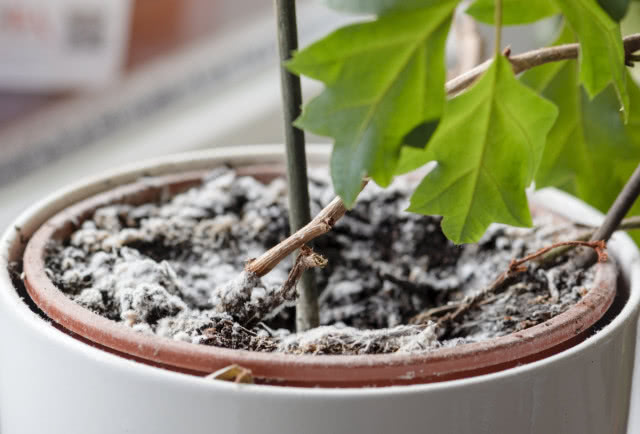 pleśń w glebie kwiatów doniczkowych