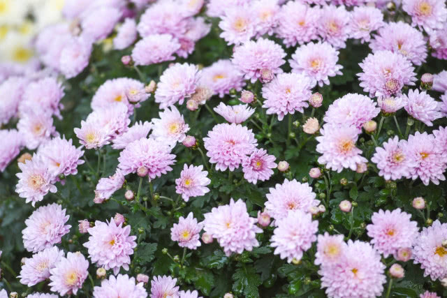 chryzantemy