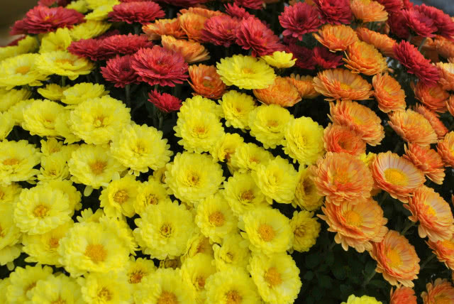 chryzantemy