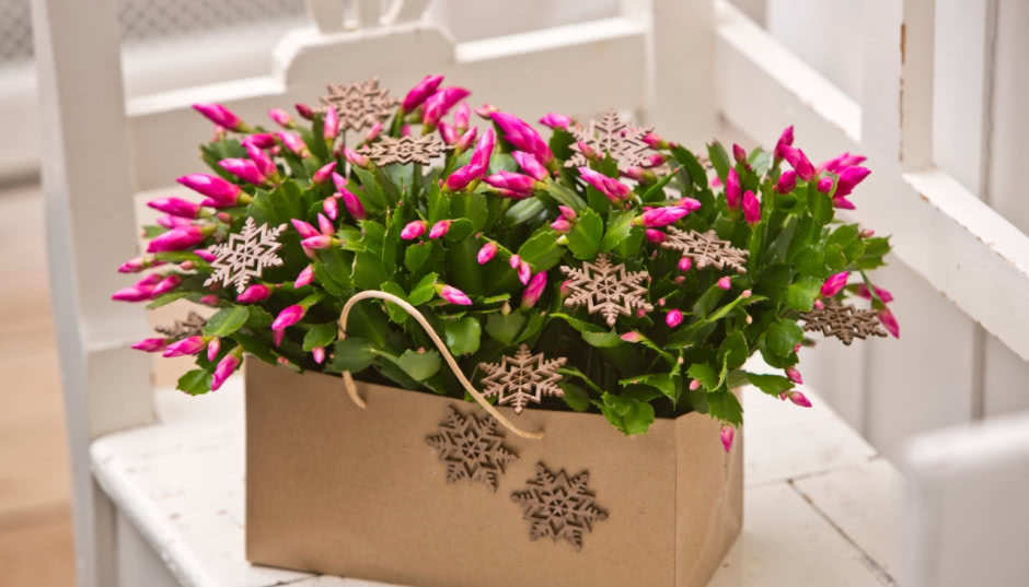 Bożonarodzeniowy kaktus. Schlumbergera