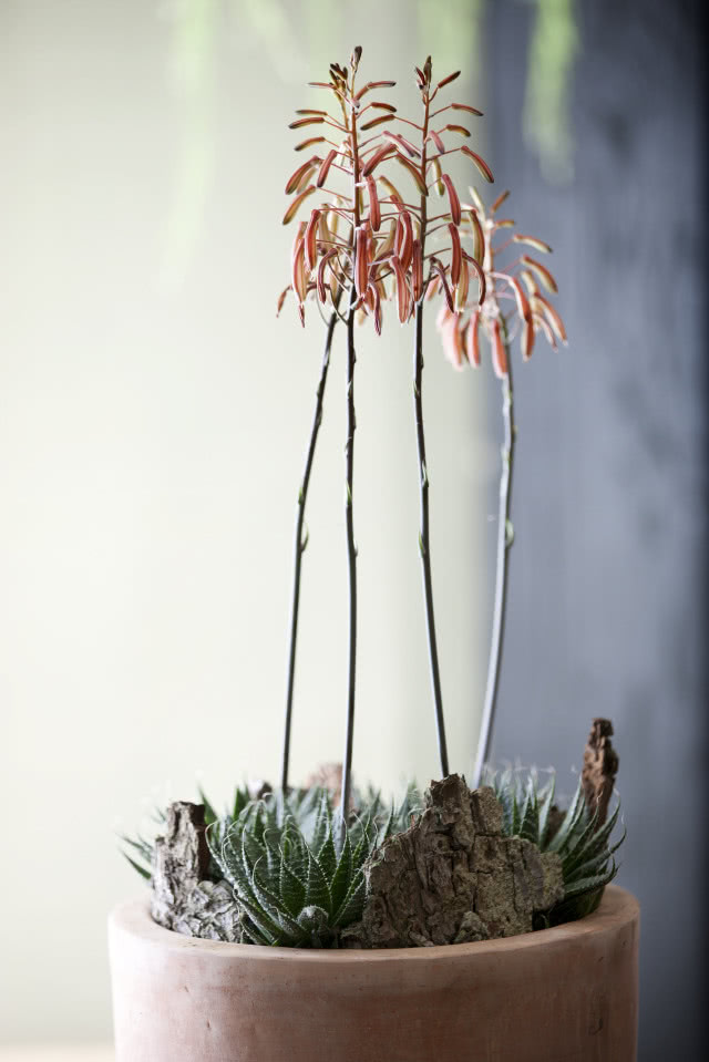 Kwiaty doniczkowe do salonu