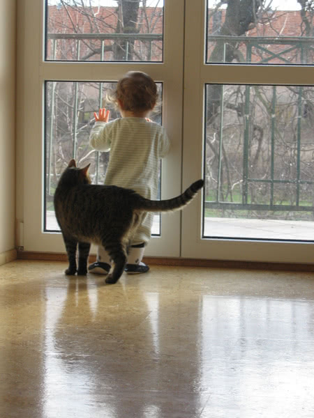 2 miejsce - pełne przywiązania zdjęcie kota...