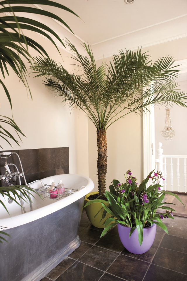 Kwiaty doniczkowe w łazience