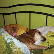 2 miejsce - pełne przywiązania zdjęcie kota...