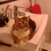 2 miejsce - pełne przywiązania zdjęcie kota...