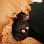 2 miejsce - pełne przywiązania zdjęcie kota...