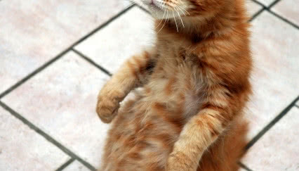 Wyniki konkursu "Zwierzak w moim domu"