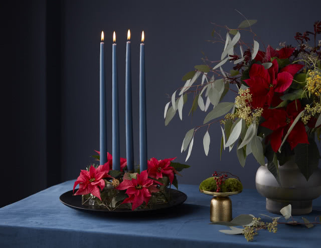 12 grudnia - Dzień Poinsecji