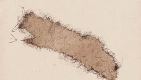 Magdalena Franczak. Hairy Candies