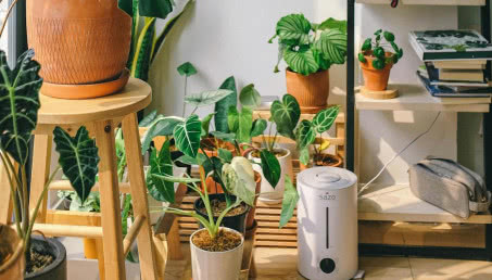 Urban jungle - jak stworzyć domową dżunglę