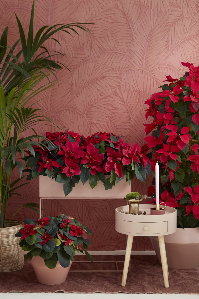 12 grudnia - Dzień Poinsecji