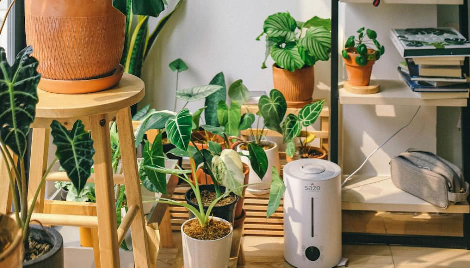 Urban jungle - jak stworzyć domową dżunglę