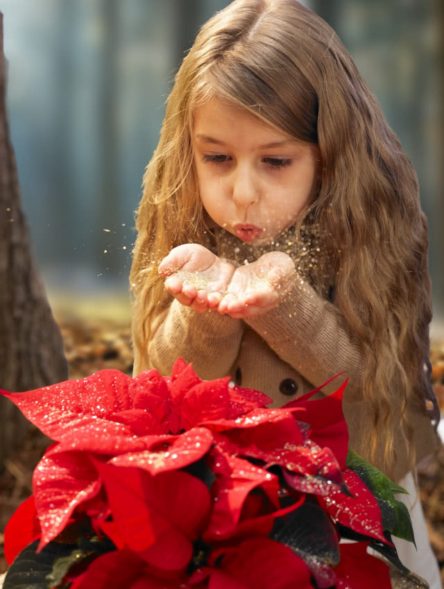12 grudnia - Dzień Poinsecji