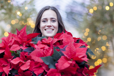 12 grudnia - Dzień Poinsecji