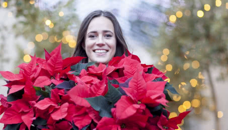 12 grudnia - Dzień Poinsecji