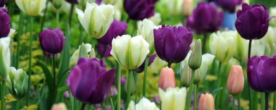 Tulipan - ozdoba ogrodu