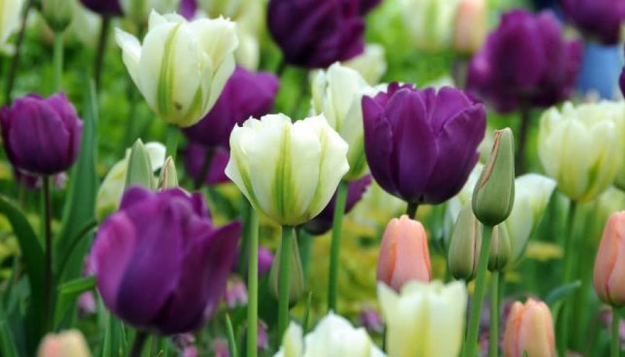 Tulipan - ozdoba ogrodu