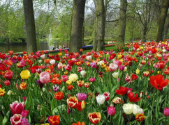 Ogród z tulipanami