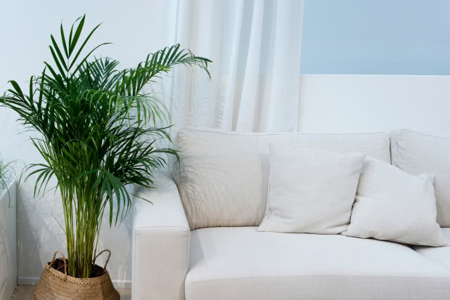 kwiaty doniczkowe na prezent