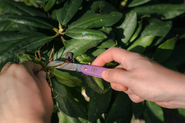 przycinanie scyzorykiem suchych pędów