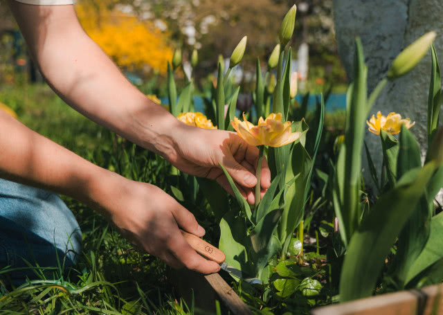 przycinanie roślin scyzorykiem Victorinox