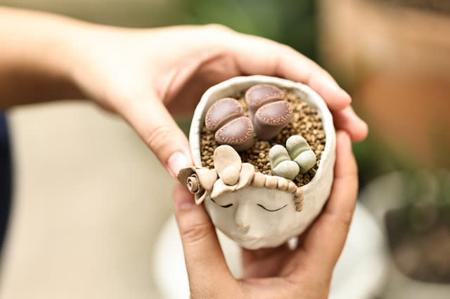 kwiaty doniczkowe na prezent