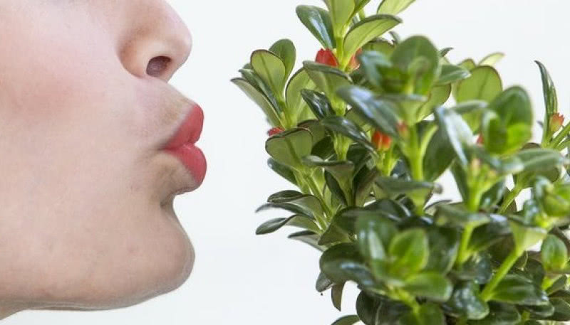 Kto skradł całusa? Nematantus - retro gwiazda parapetów